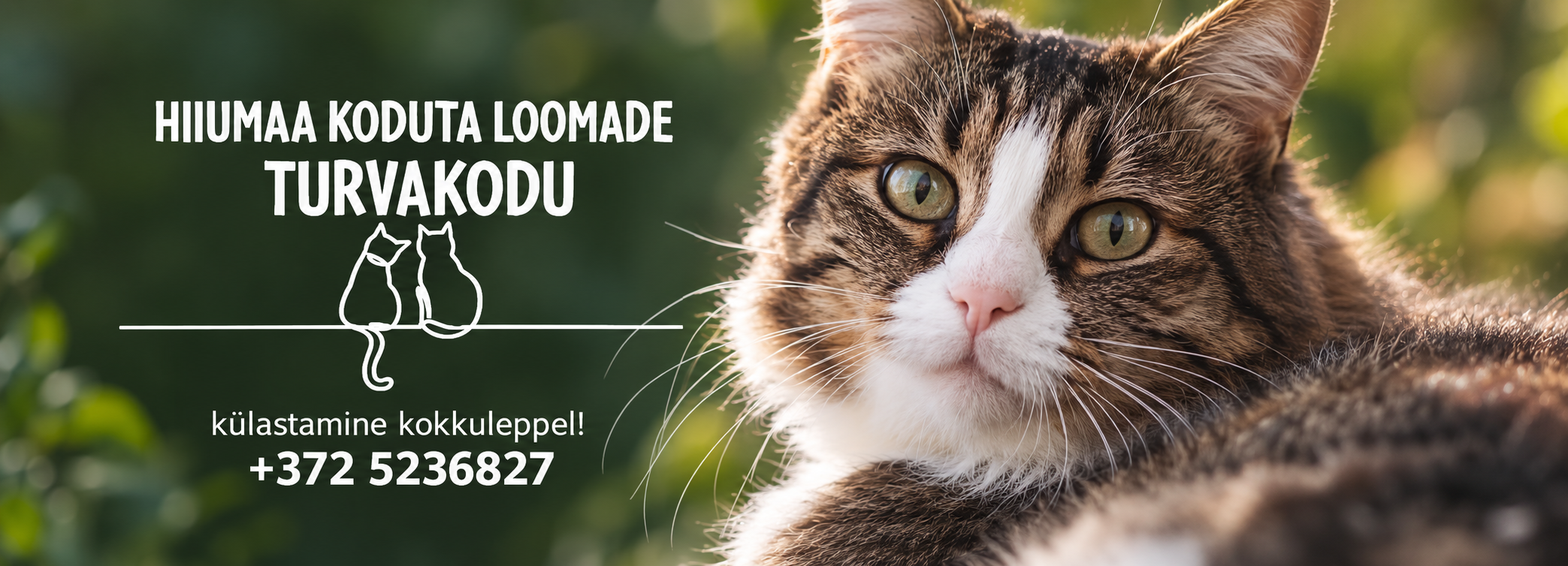 Hiiumaa Koduta Loomade Turvakodu: külastamine kokkuleppel, telefon +372 5236827. Bänneril on triibuline valge rinnaga kass.