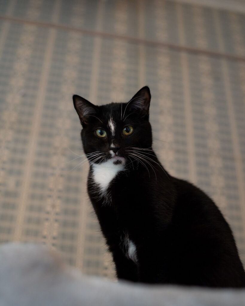 KESSU