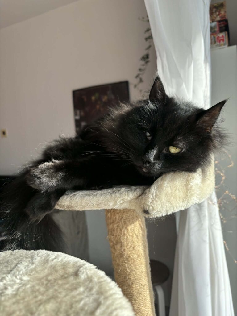 Simba