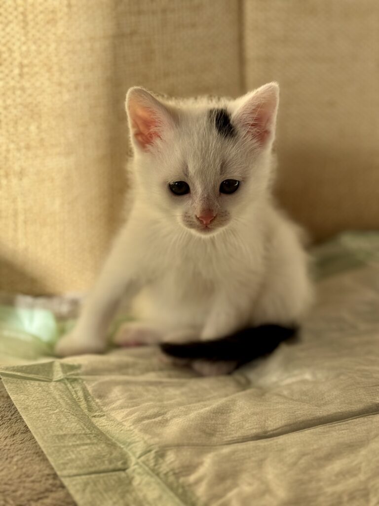 Ziggy