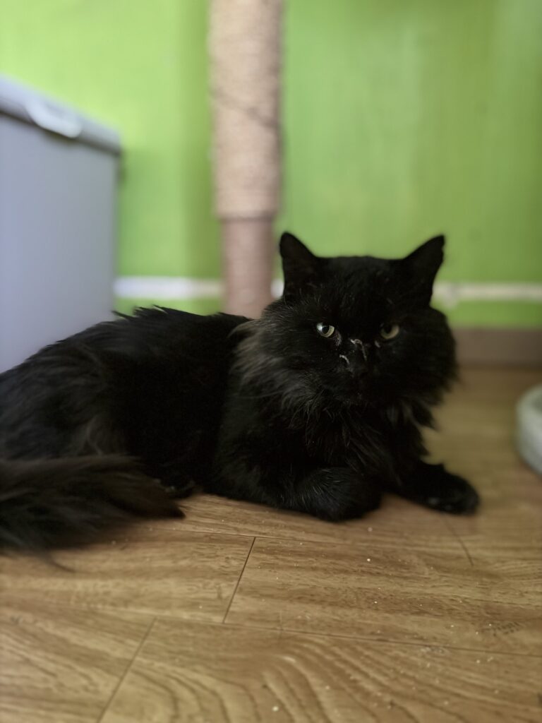 Mustu