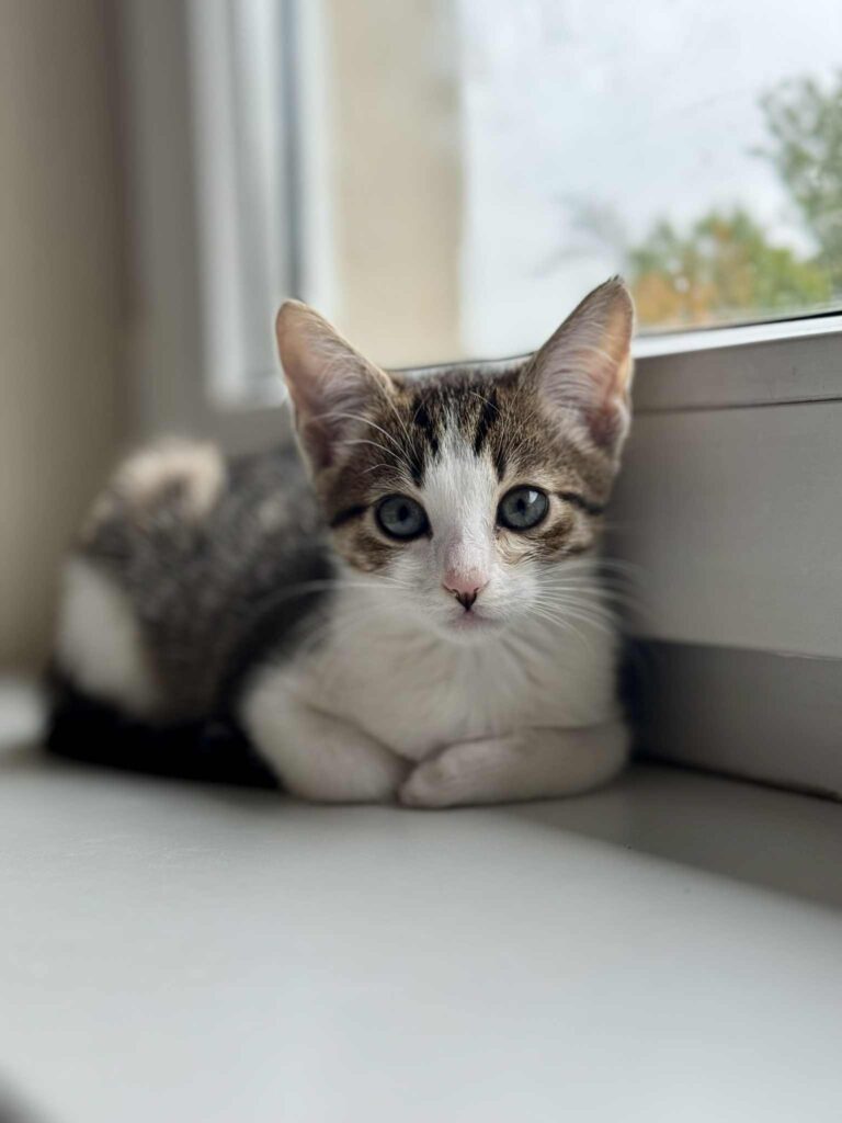 Minni