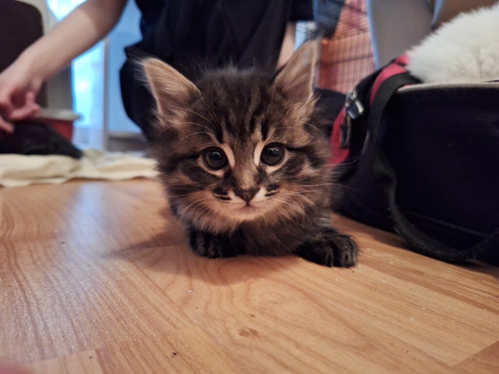 Otto