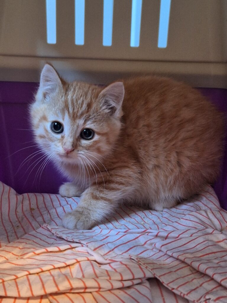 Mimi