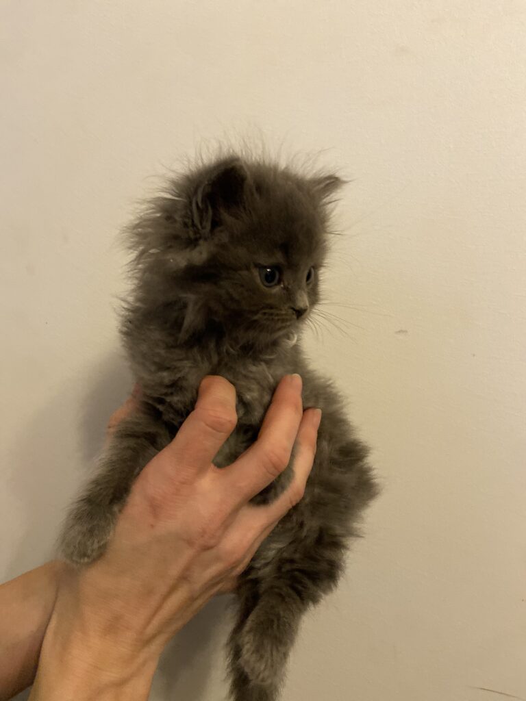 Miso