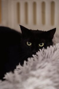 Blacky