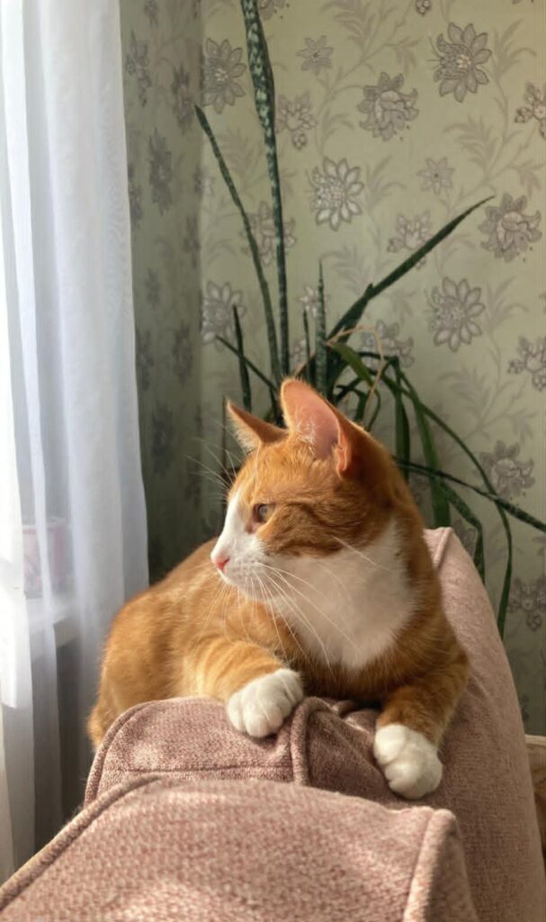 Luki