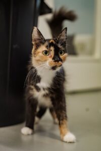 Milli