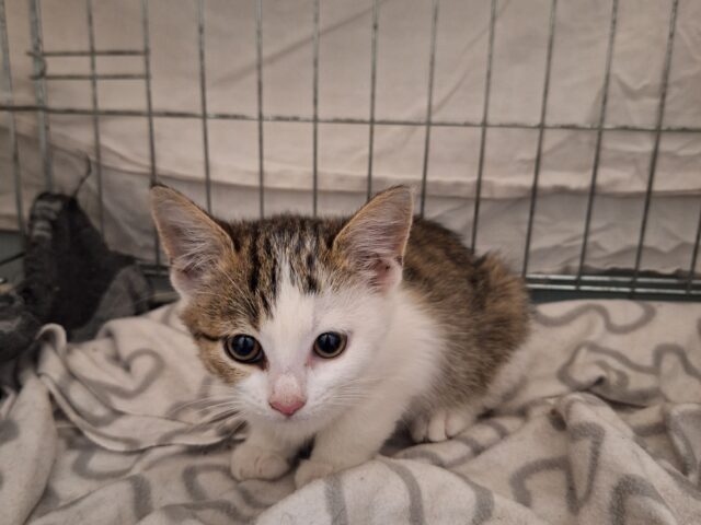 Moosi